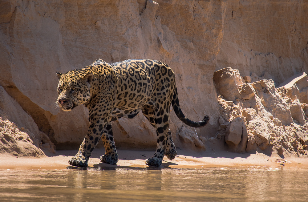 jaguars, pantanal, tours, brazil, photography, wildlife